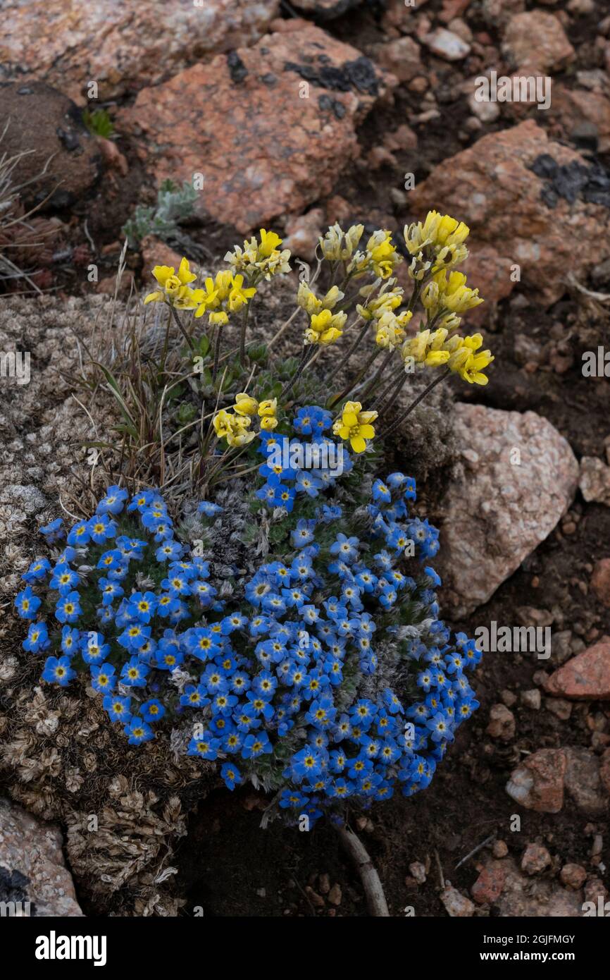 USA, Wyoming. Alpine forget-me-not and Yellowstone Draba, Beartooth Pass. Stock Photo