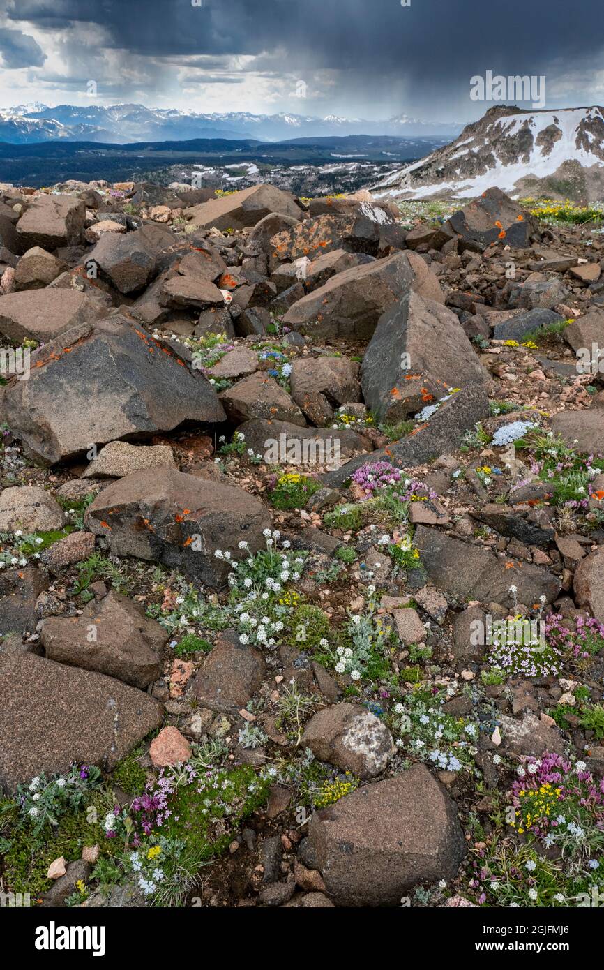 USA, Wyoming. Boulders, meadow of wildflowers with cloud, Beartooth Pass. Stock Photo