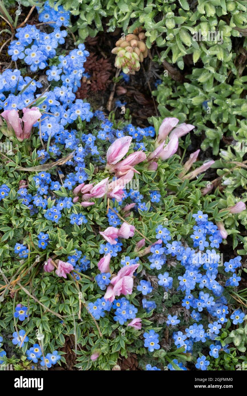 USA, Wyoming. Alpine forget-me-not and dwarf clover, Beartooth Pass. Stock Photo