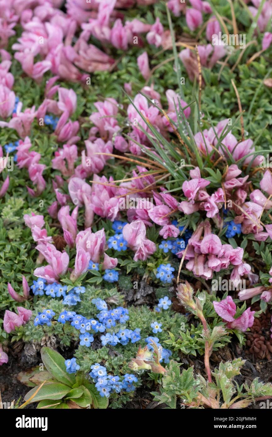 USA, Wyoming. Alpine forget-me-not and dwarf clover, Beartooth Pass. Stock Photo