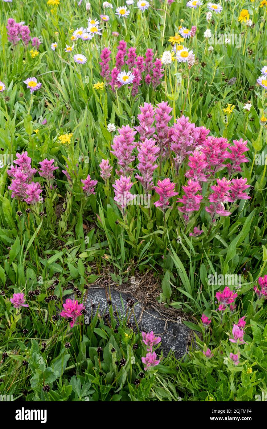 USA, Wyoming. Blooming alpine wildflowers, Beartooth Highway. Stock Photo
