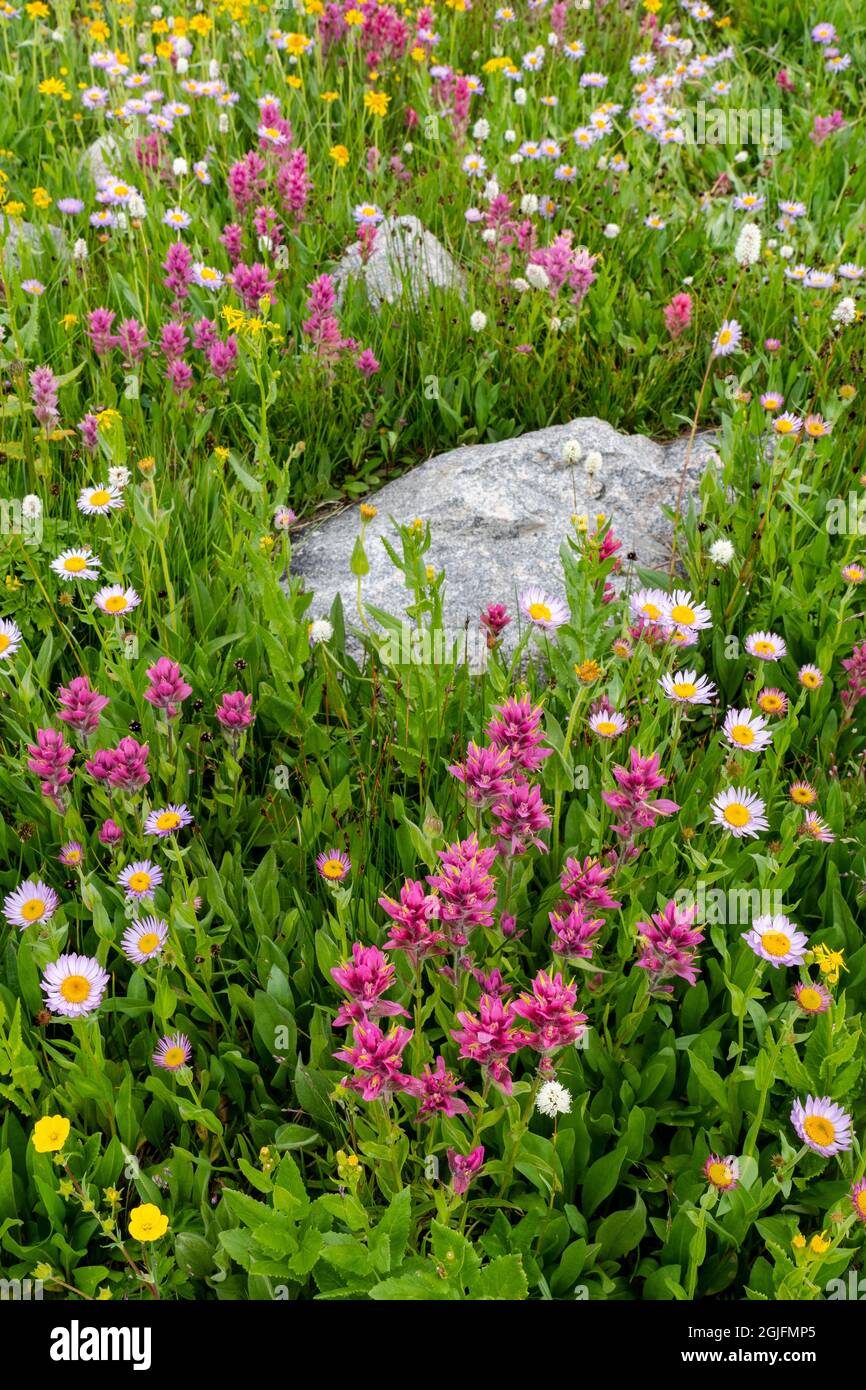 USA, Wyoming. Blooming alpine wildflowers, Beartooth Highway. Stock Photo