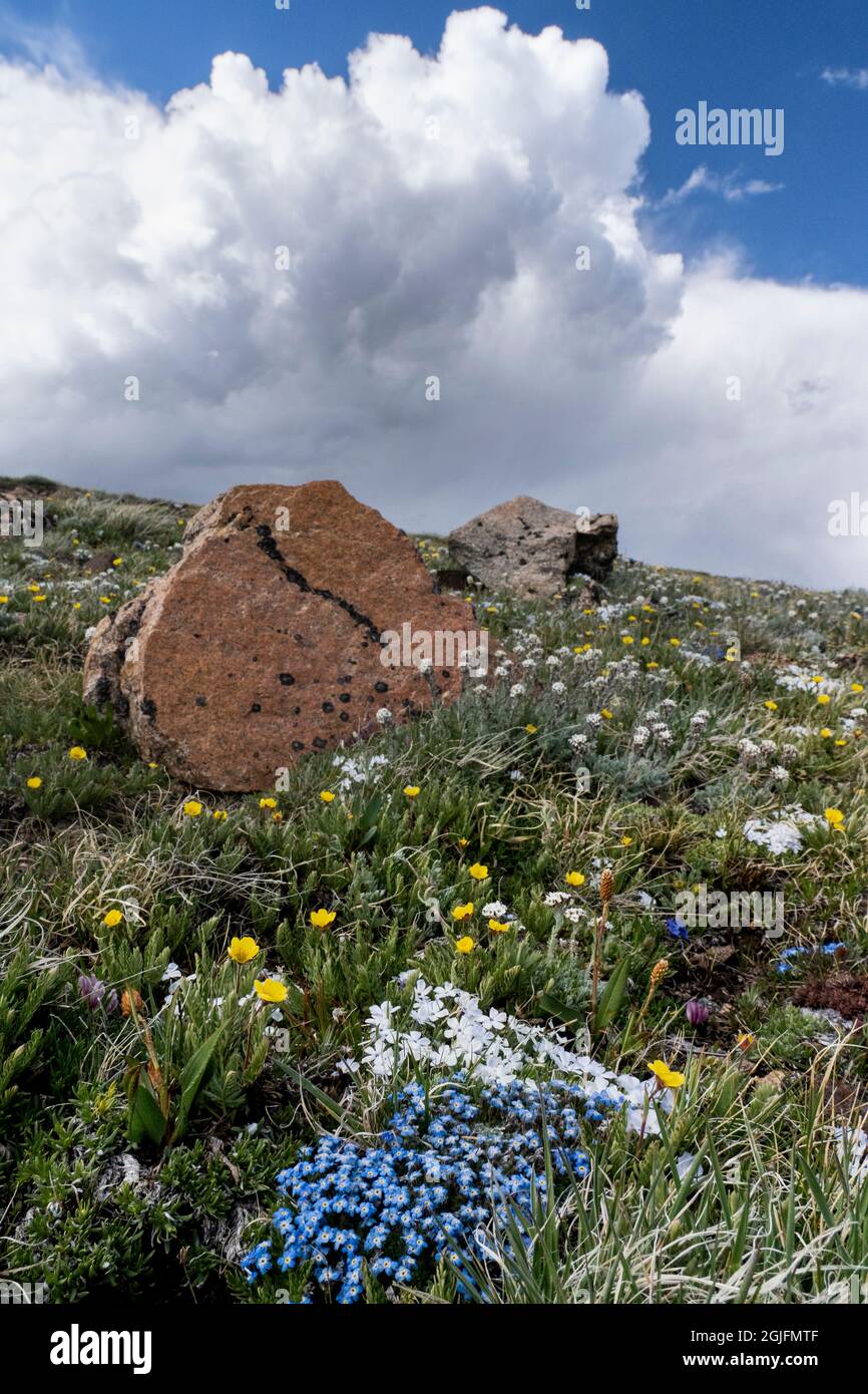 USA, Wyoming. Boulders, meadow of wildflowers with cloud, Beartooth Pass. Stock Photo