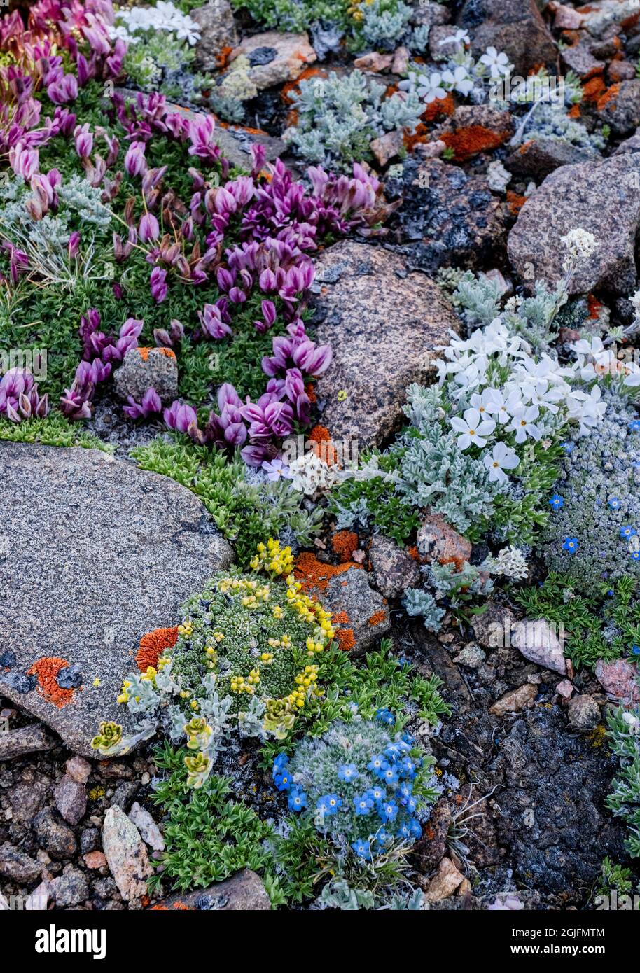 USA, Wyoming. Colorful alpine wildflowers among rocks, Beartooth Pass. Stock Photo
