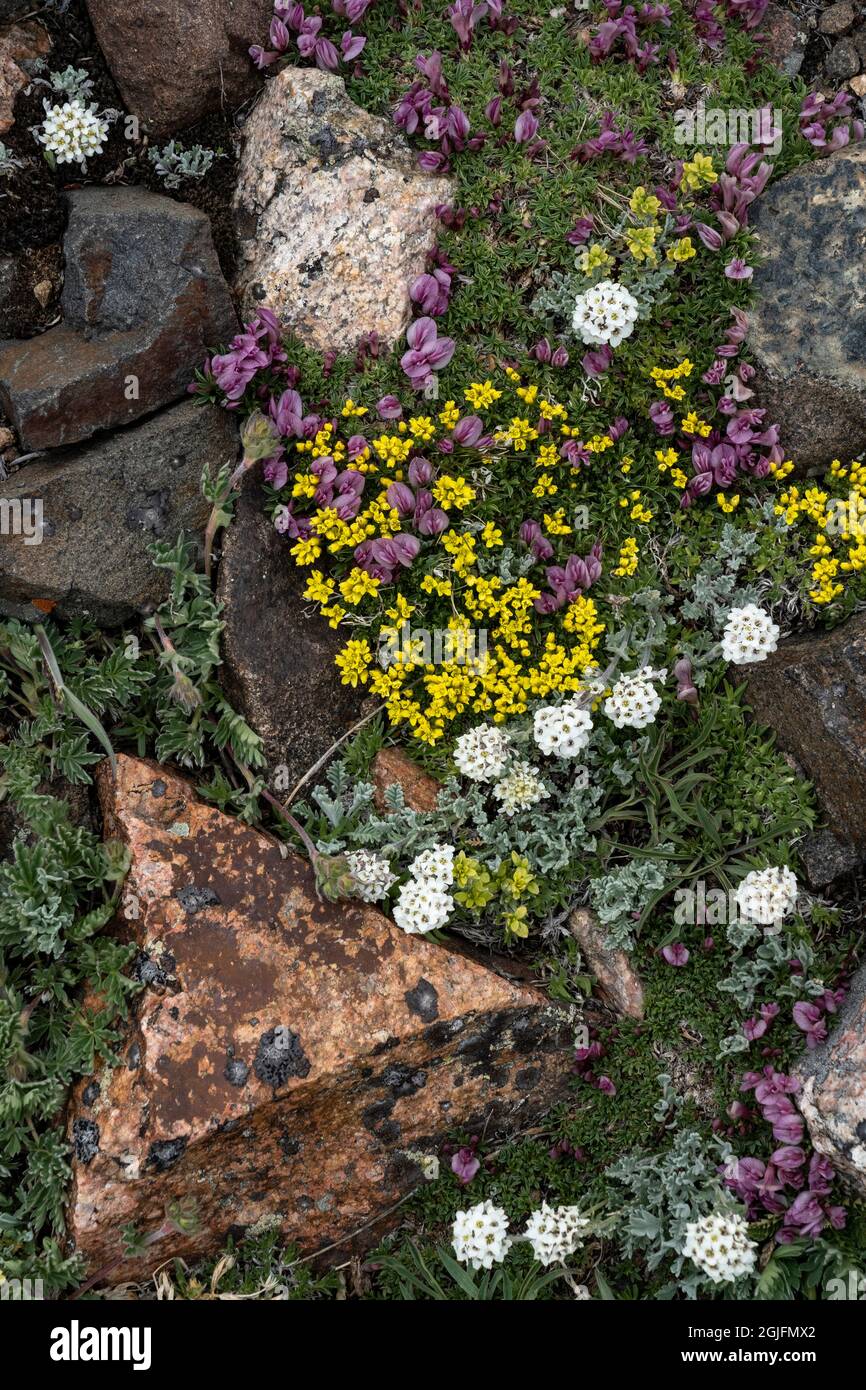 USA, Wyoming. Alpine Smelowskia, dwarf clover and Yellowstone Draba growing among rocks, Beartooth Pass. Stock Photo