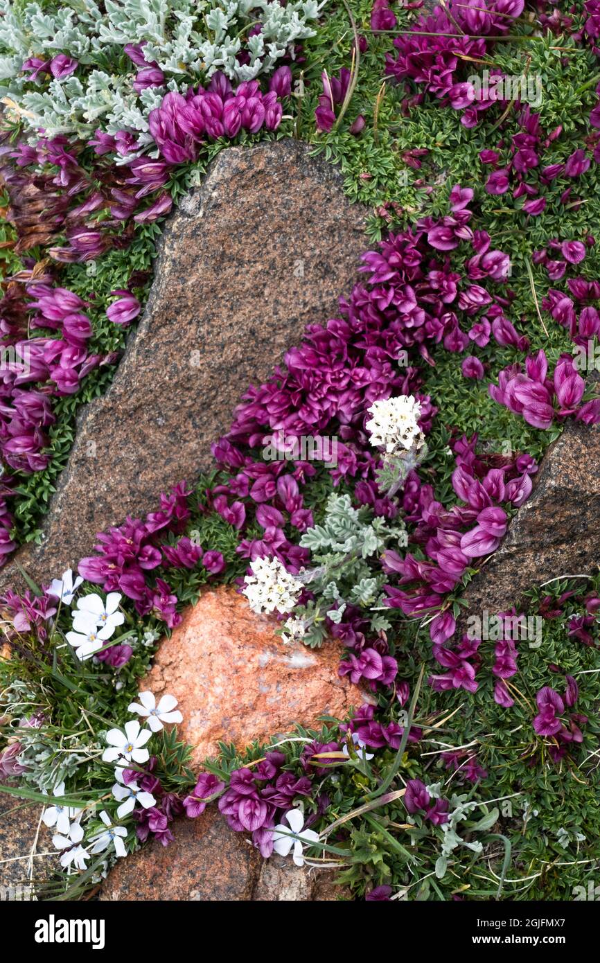 USA, Wyoming. Alpine Smelowskia, dwarf clover growing among rocks, Beartooth Pass. Stock Photo