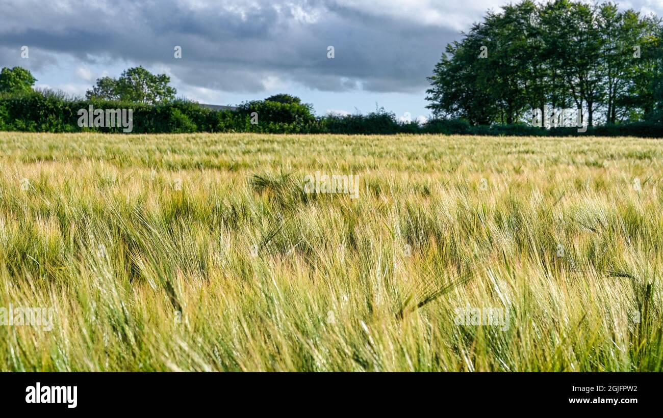 Gain growing on a field in Ireland Stock Photo