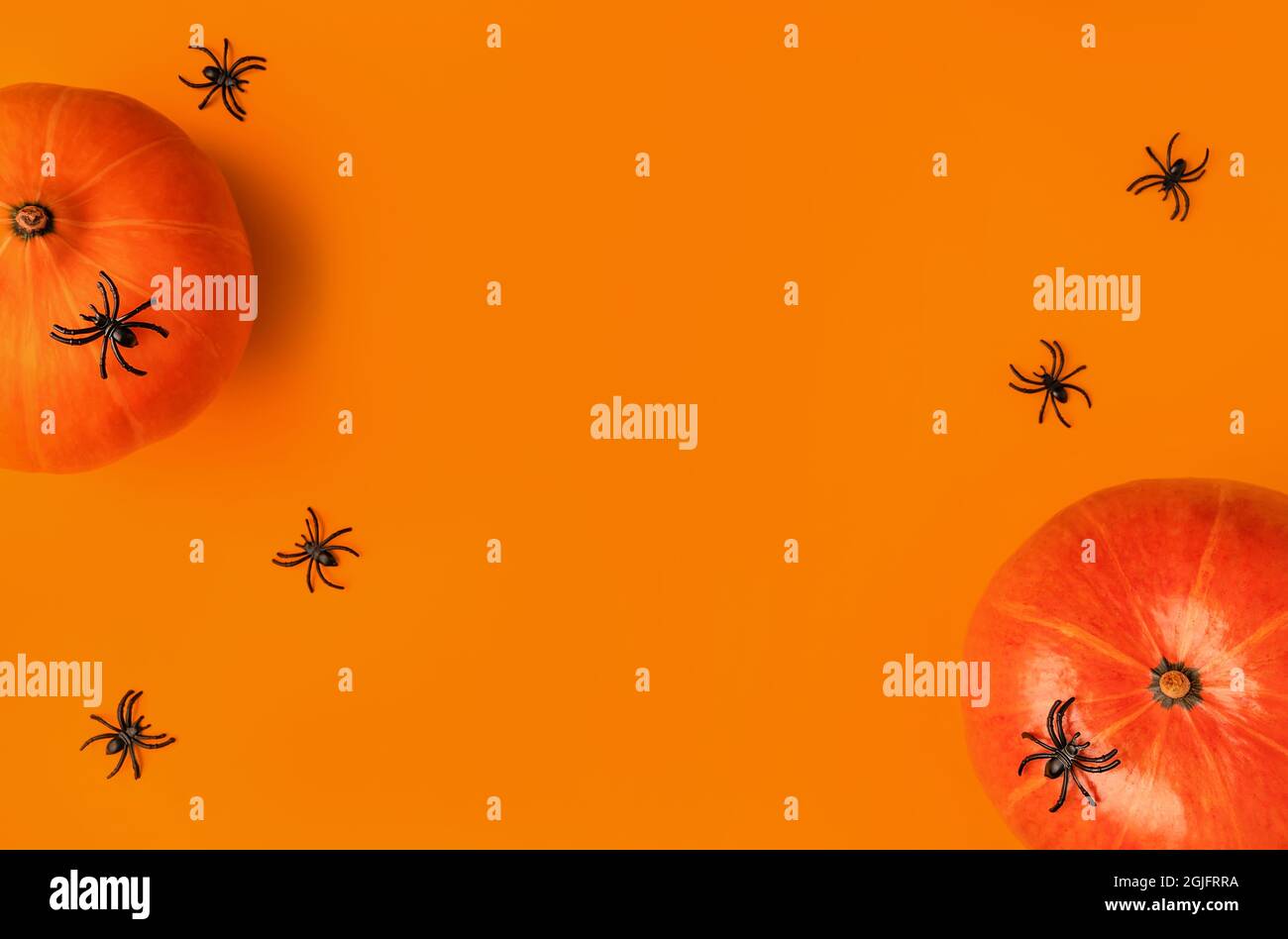 Halloween composition of pumpkins and cartoon black spiders on orange ...