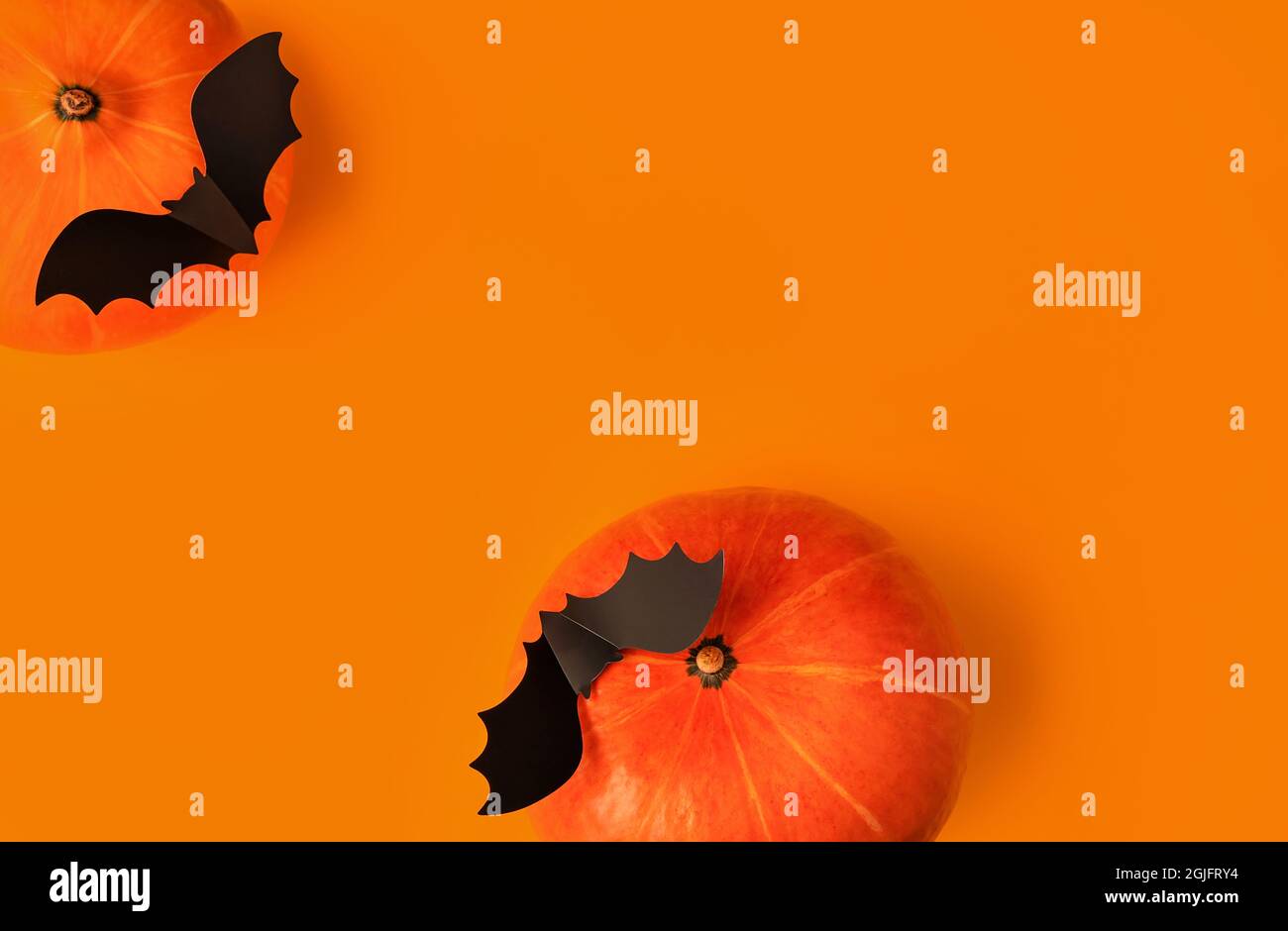 Halloween composition of pumpkins and cartoon black bats on orange ...