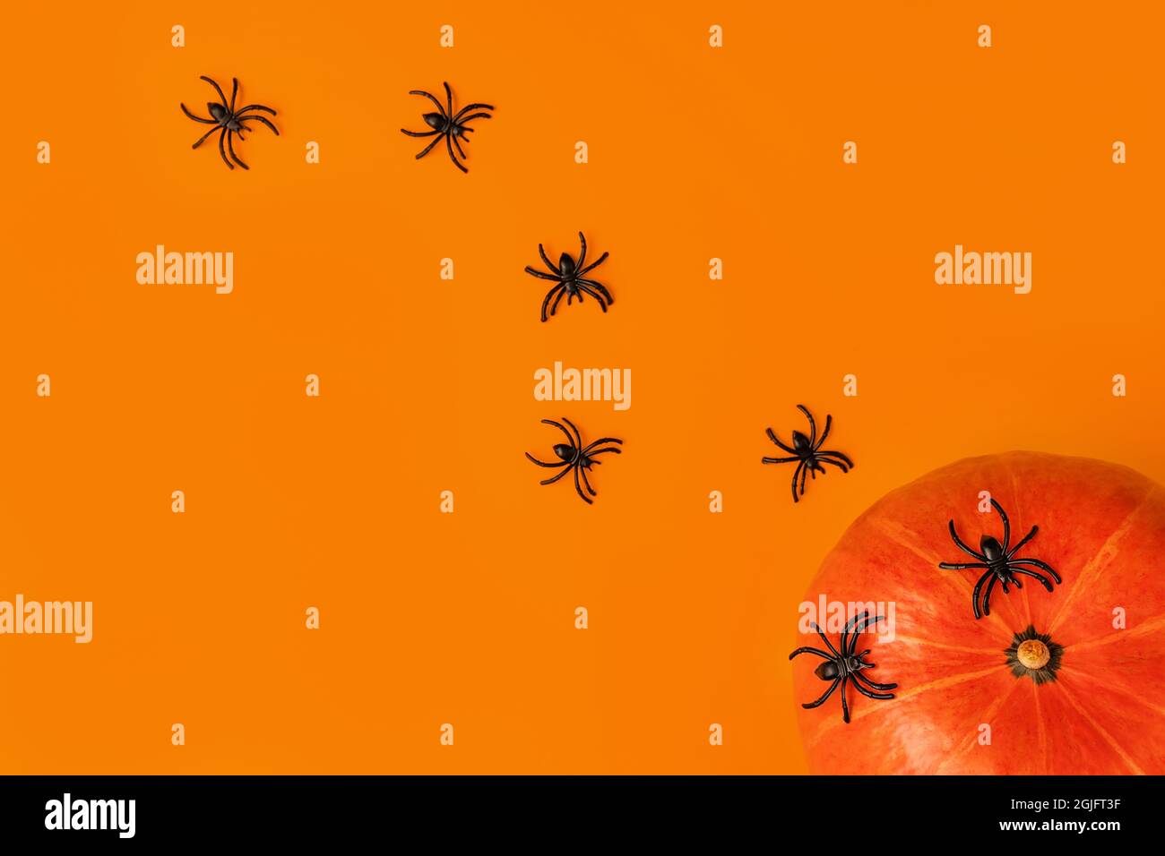 Halloween composition of pumpkins and cartoon black spiders on orange ...