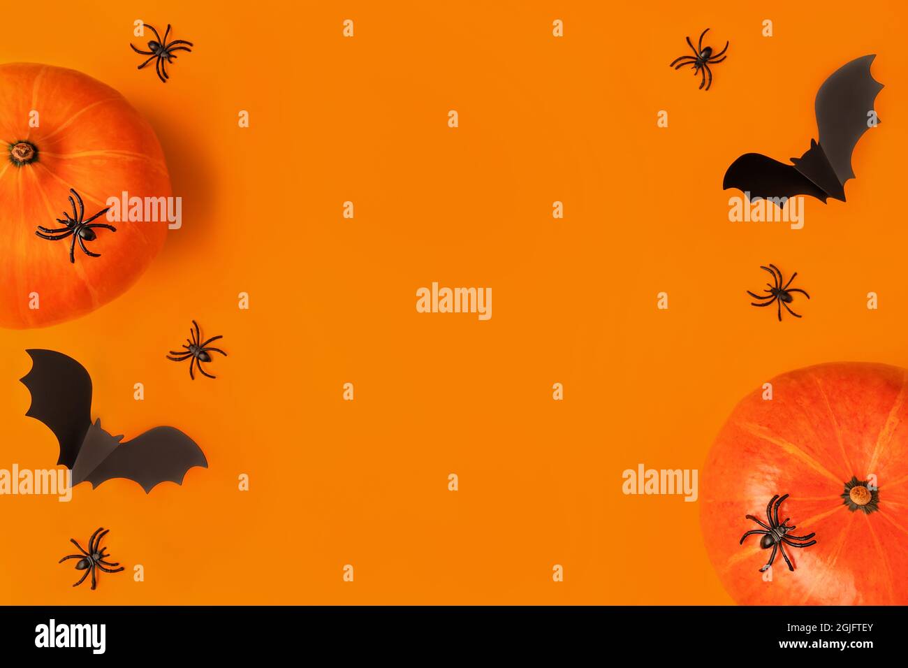 Halloween composition of pumpkins and cartoon black bats and spiders on ...