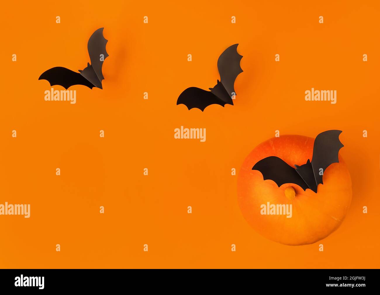 Halloween composition of pumpkins and cartoon black bats on orange ...