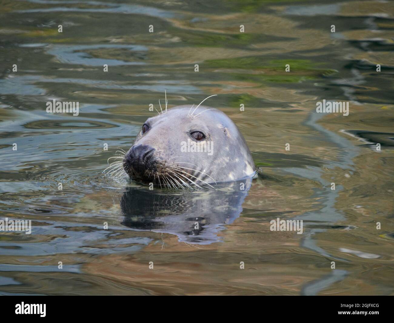 Grey seal in a Moray Firth Harbour waiting for the fisher boats to come in, Scotland, UK Stock Photo