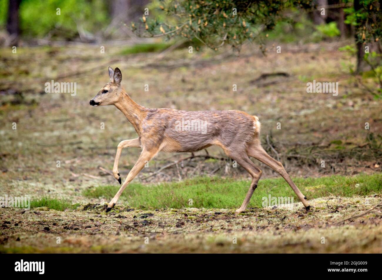 Roe deer couple standing hi-res stock photography and images - Alamy