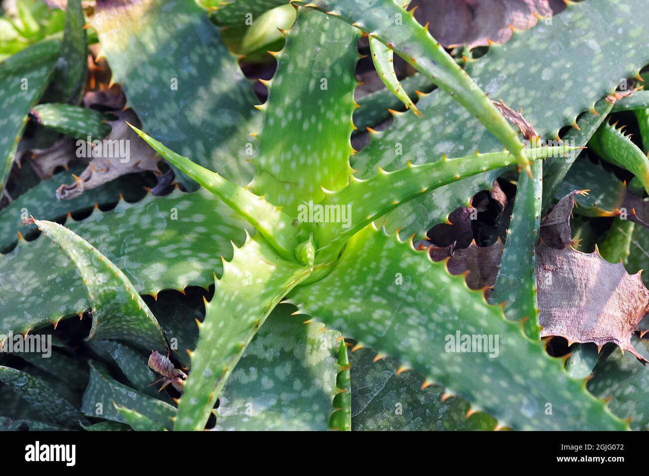 zebra leaf aloe, spotted aloe, Aloe zebrina, Africa Stock Photo