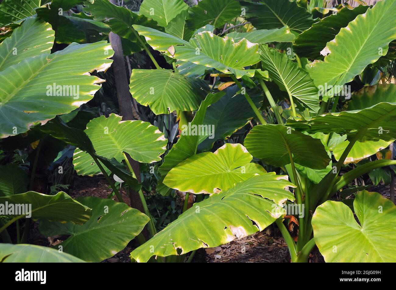 Elephant ear plants hi-res stock photography and images - Alamy