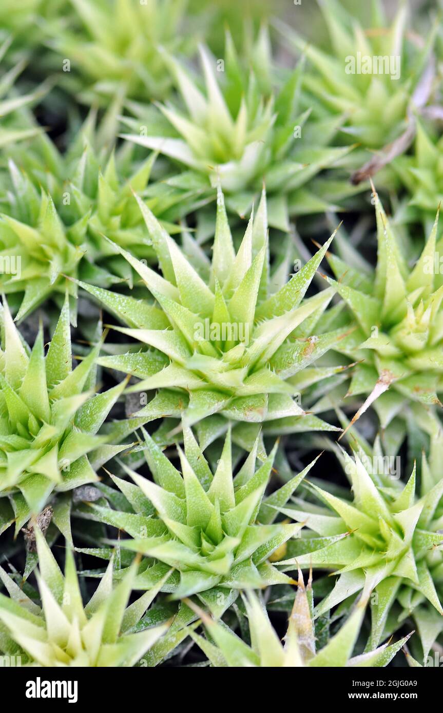 Abromeitiella brevifolia, Deuterocohnia brevifolia, bromélia Stock Photo