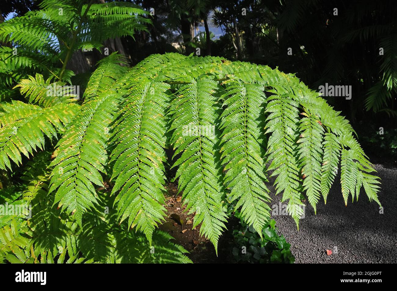 lacy tree fern, scaly tree fern, or Cooper's tree fern, Sphaeropteris