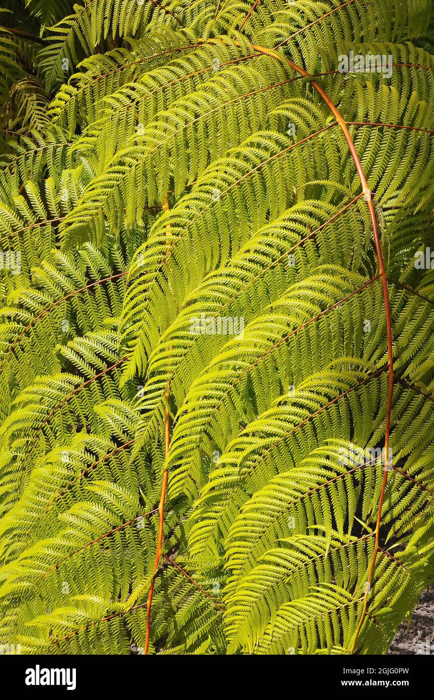 lacy tree fern, scaly tree fern, or Cooper's tree fern, Sphaeropteris cooperi, Cooper-serlegpáfrány, Australia Stock Photo