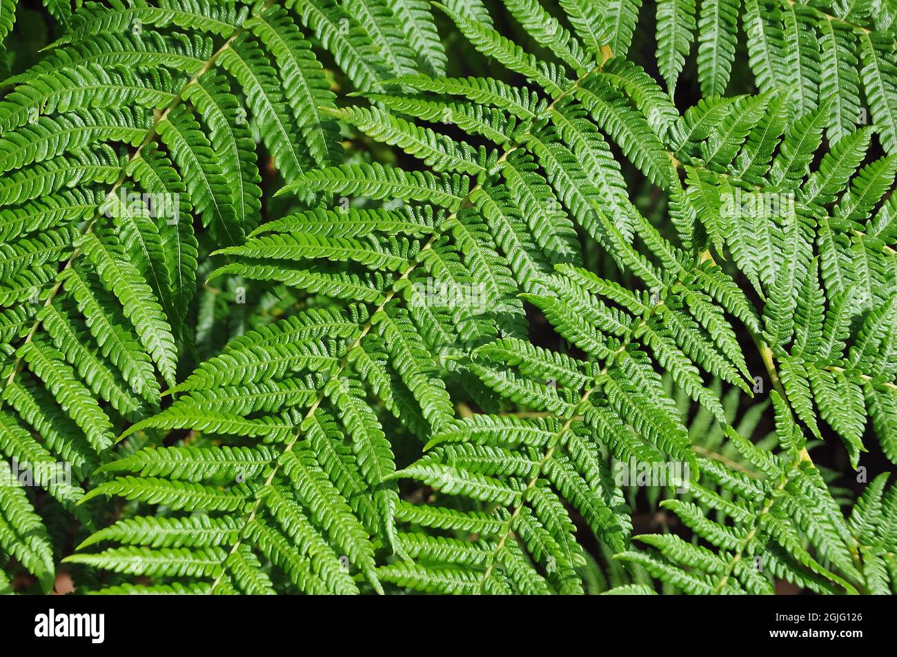 lacy tree fern, scaly tree fern, or Cooper's tree fern, Sphaeropteris cooperi, Cooper-serlegpáfrány, Australia Stock Photo
