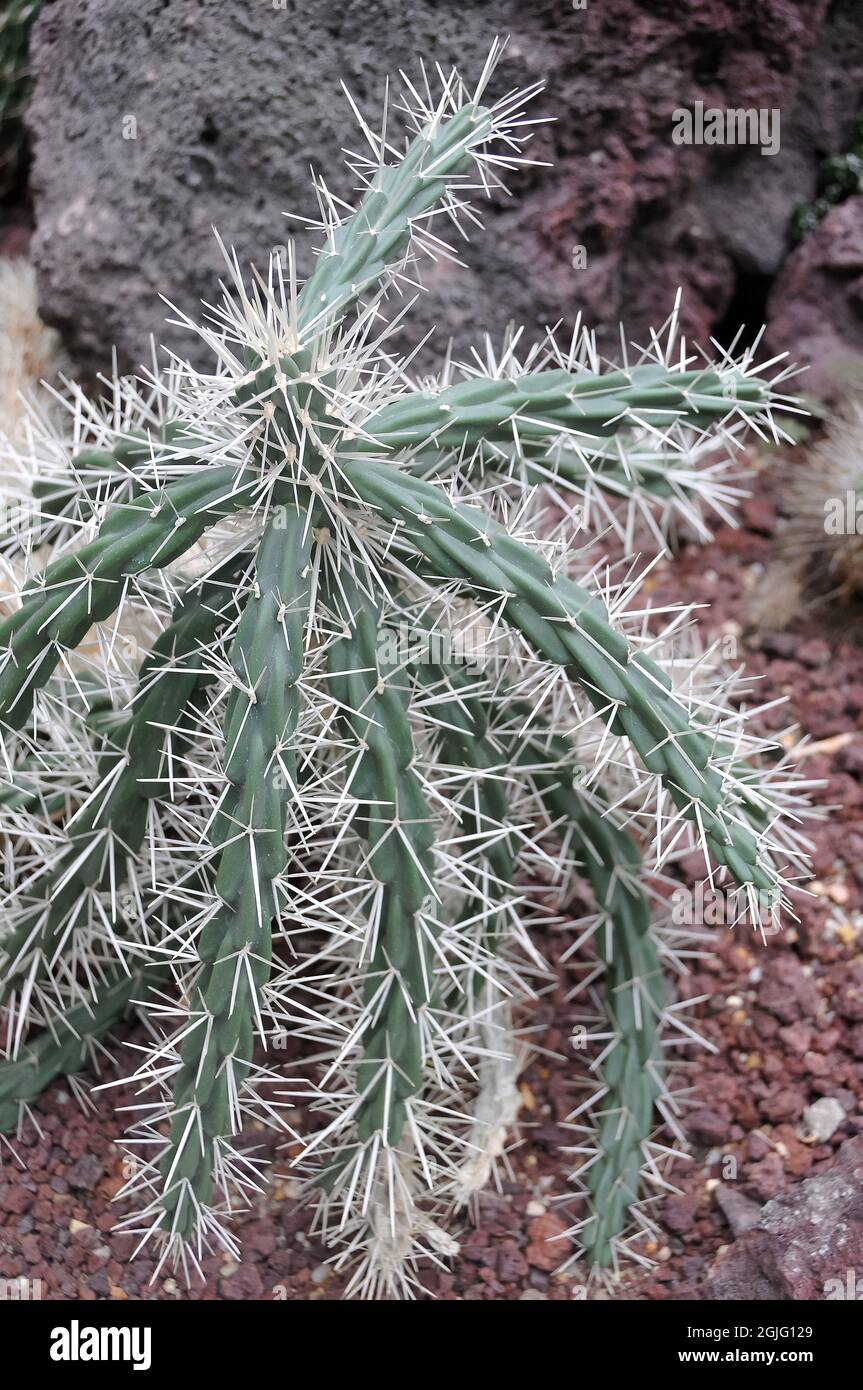 sheathed cholla, Opuntia tunicata, kaktusz, America Stock Photo