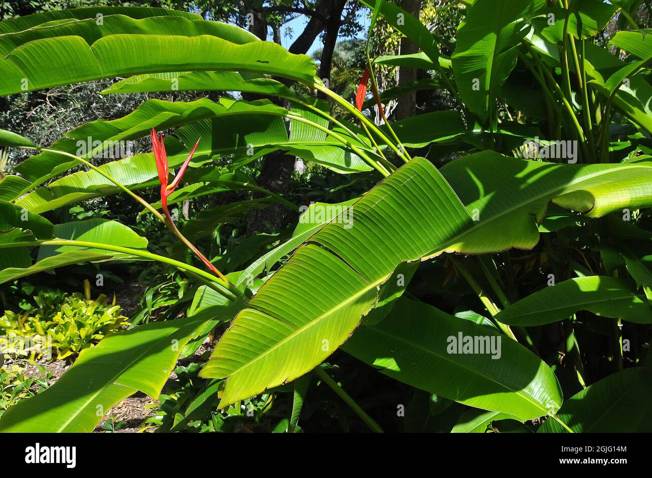 Lobster-claw Heliconia, Heliconia schiedeana, America Stock Photo