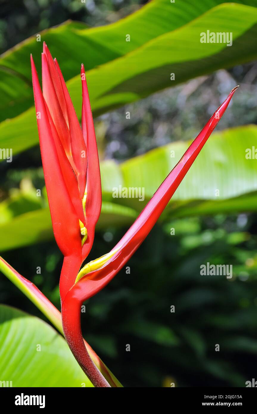 Lobster-claw Heliconia, Heliconia schiedeana, America Stock Photo