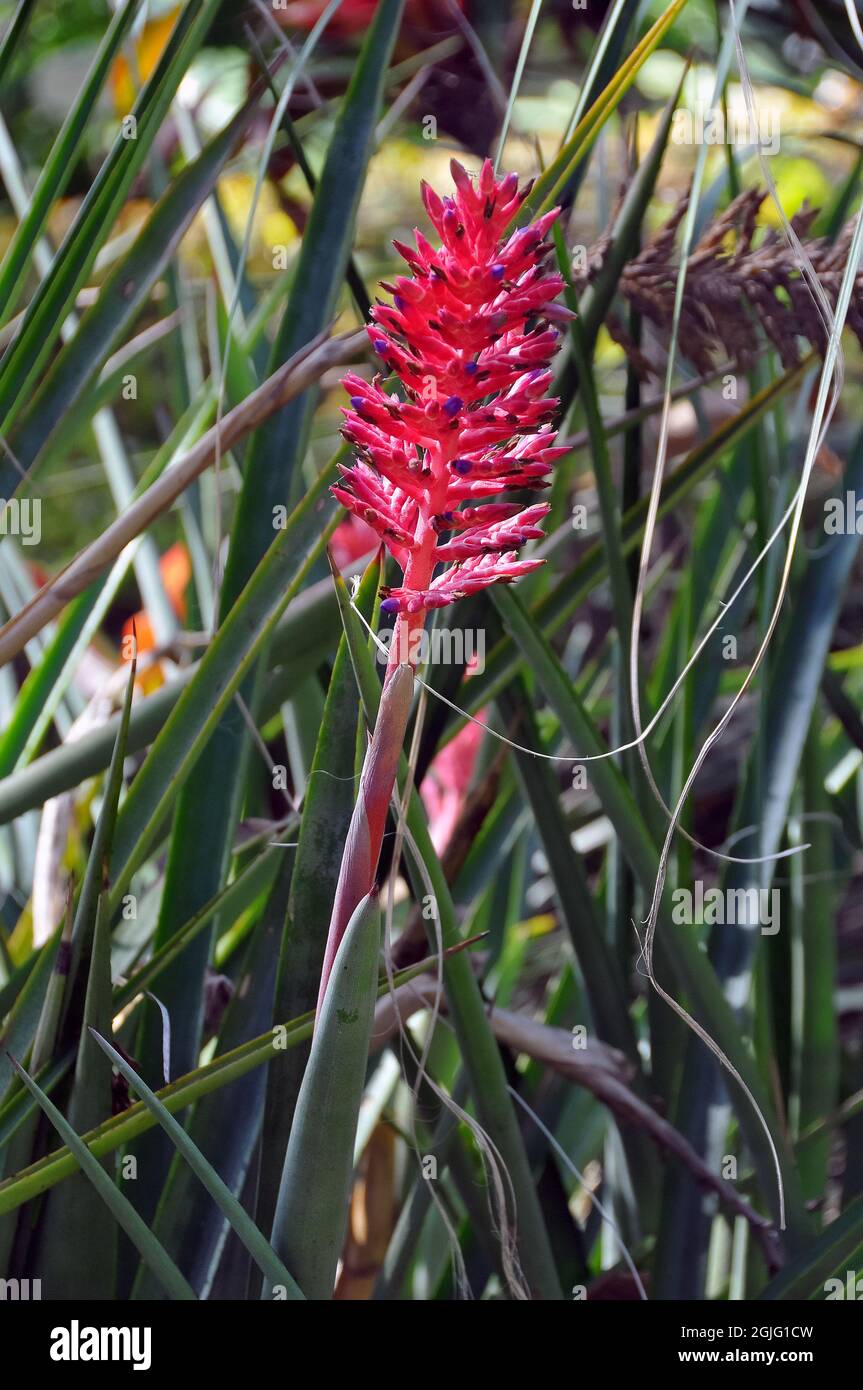 Brazilian vaseplant, or vase plant, Aechmea distichantha var. schlumbergeri, lándzsarózsa, America Stock Photo