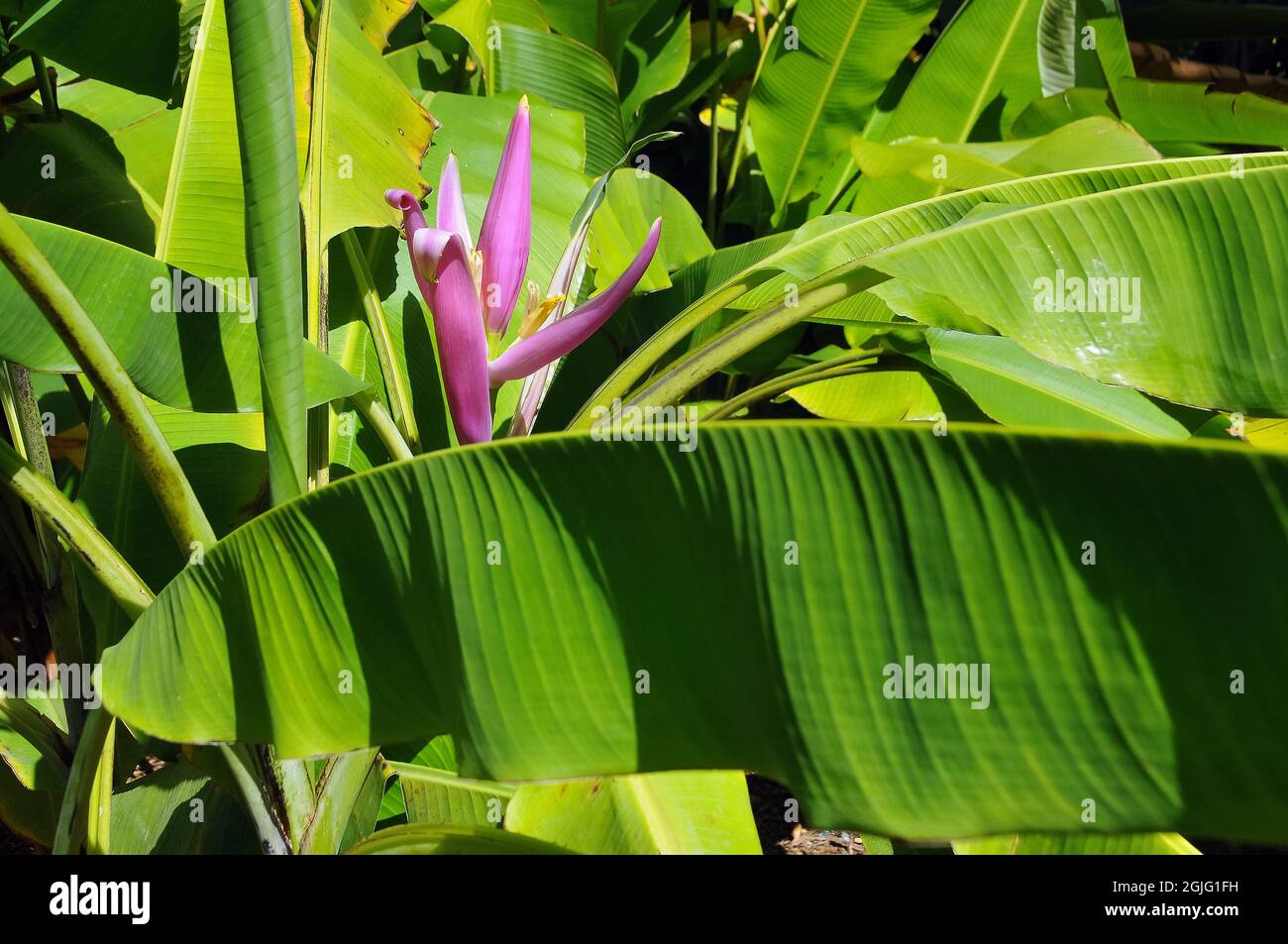 flowering banana, Musa ornata, lila banán, Asia Stock Photo
