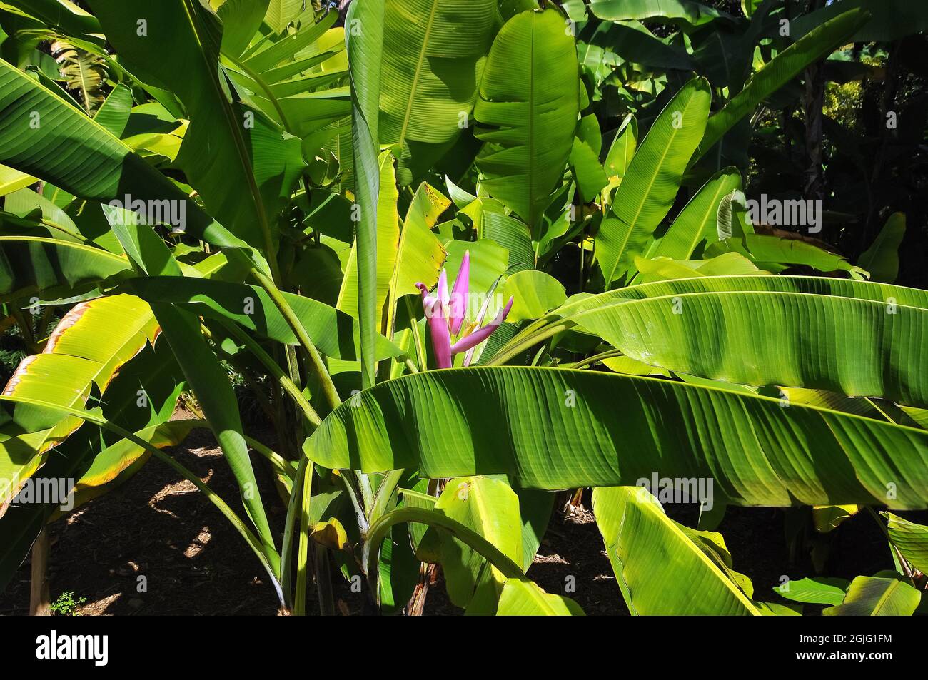 flowering banana, Musa ornata, lila banán, Asia Stock Photo