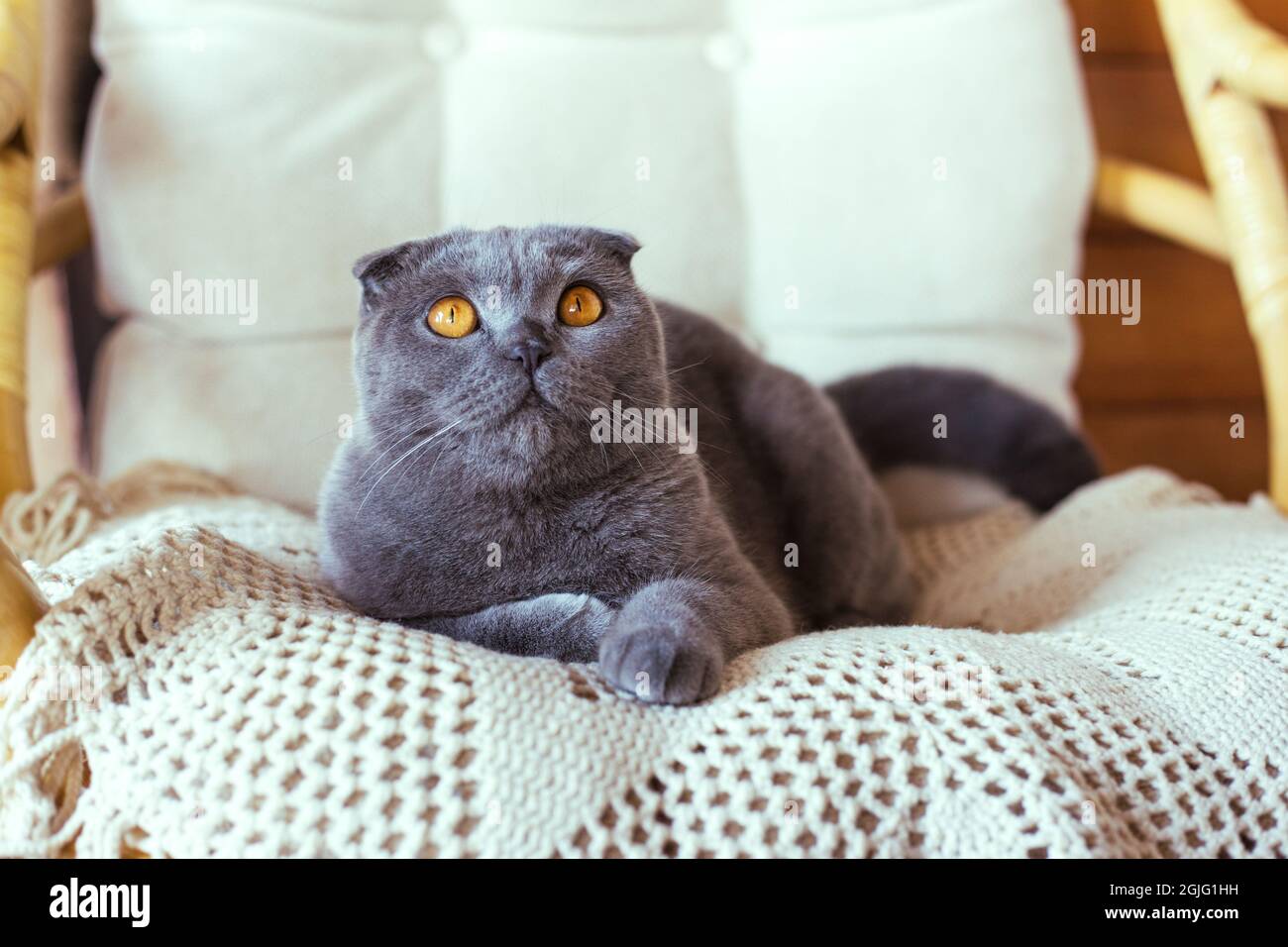 Gray scottish fold cat sitting on a chair Stock Photo
