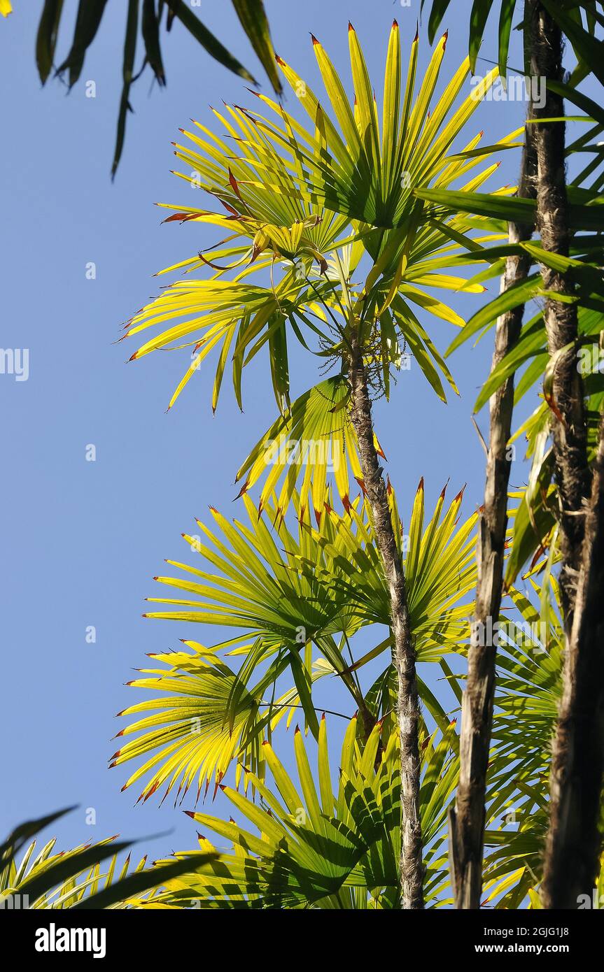 Slender Lady Palm, Rhapis humilis, pálma, China, Asia Stock Photo Alamy