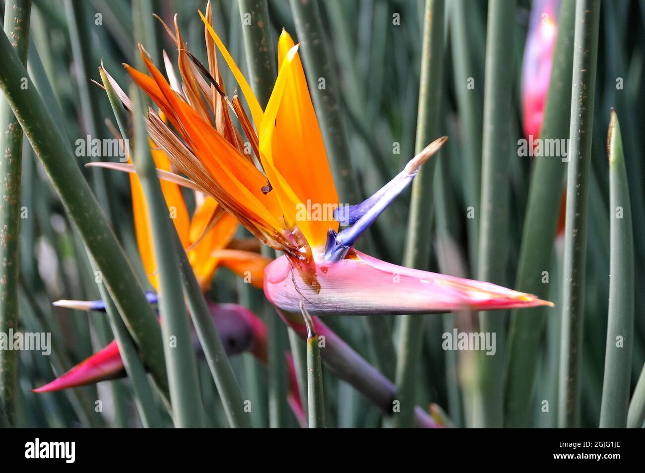 rushleaved strelitzia or narrowleaved bird of paradise, strelitzia