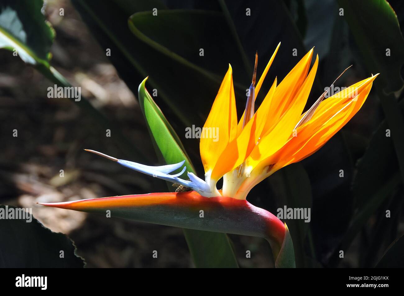 rushleaved strelitzia or narrowleaved bird of paradise, strelitzia