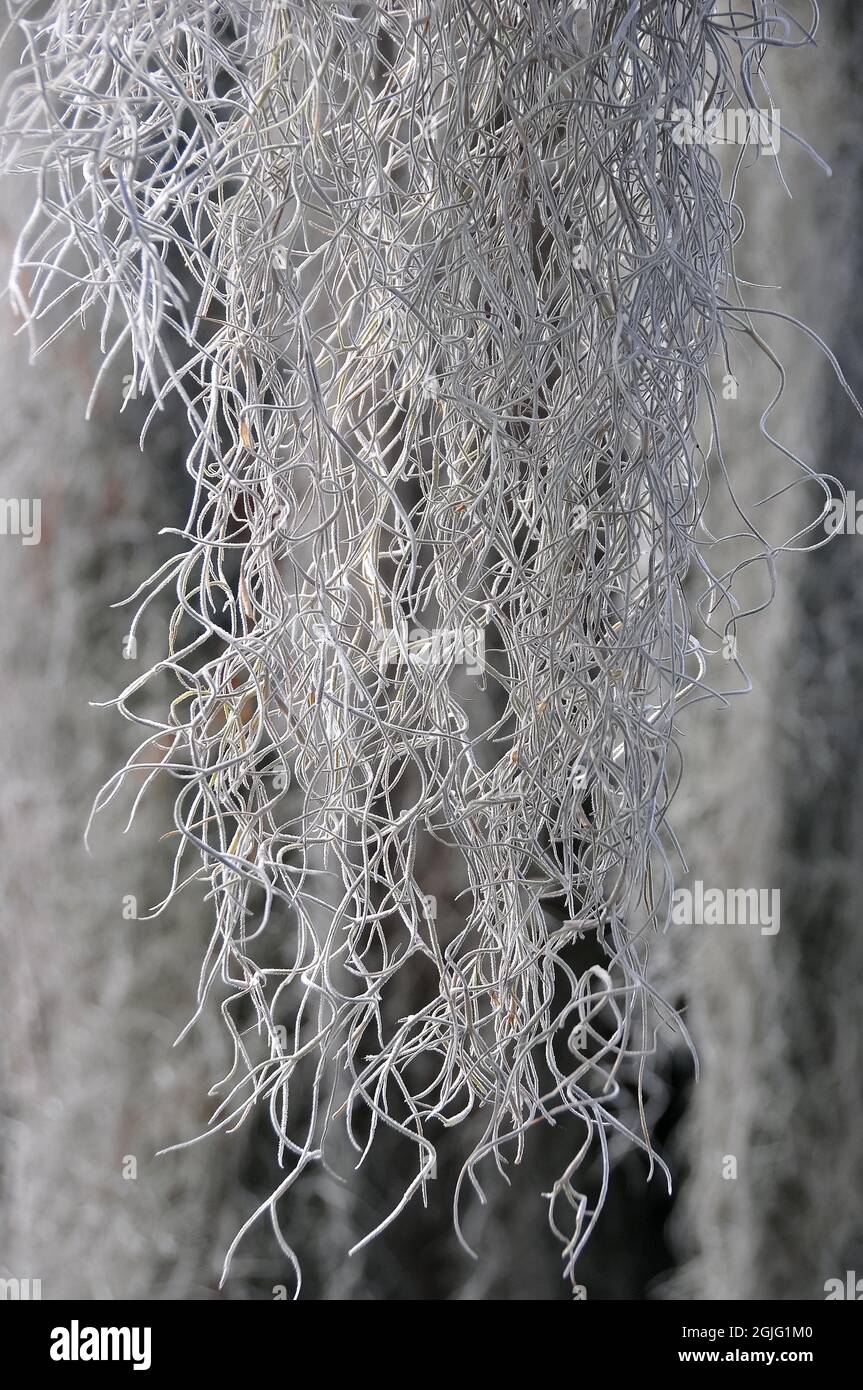 Spanisches moos tillandsia usneoides hi-res stock photography and ...