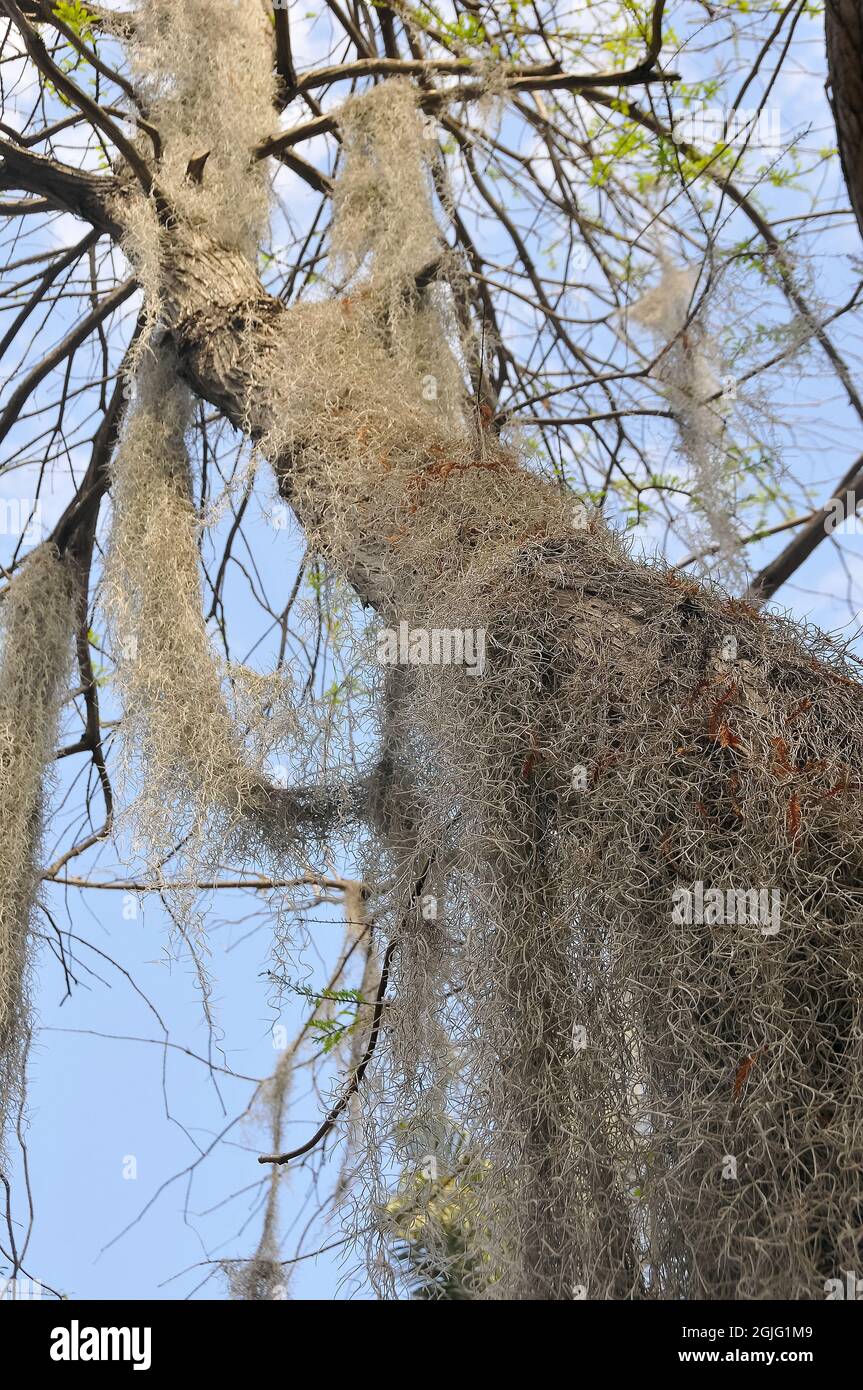 Moos tillandsia usneoides hi-res stock photography and images - Alamy