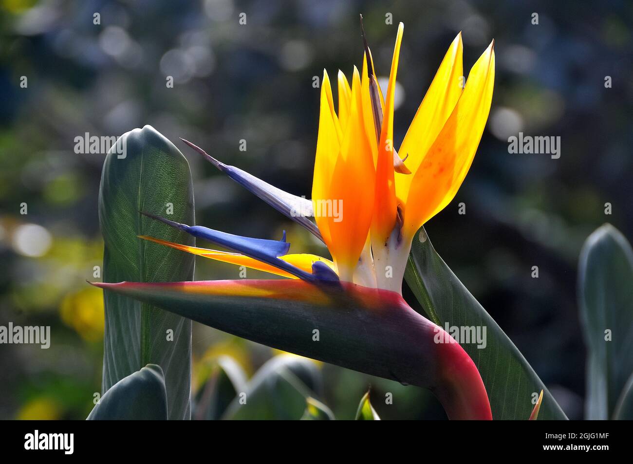 rushleaved strelitzia or narrowleaved bird of paradise, strelitzia