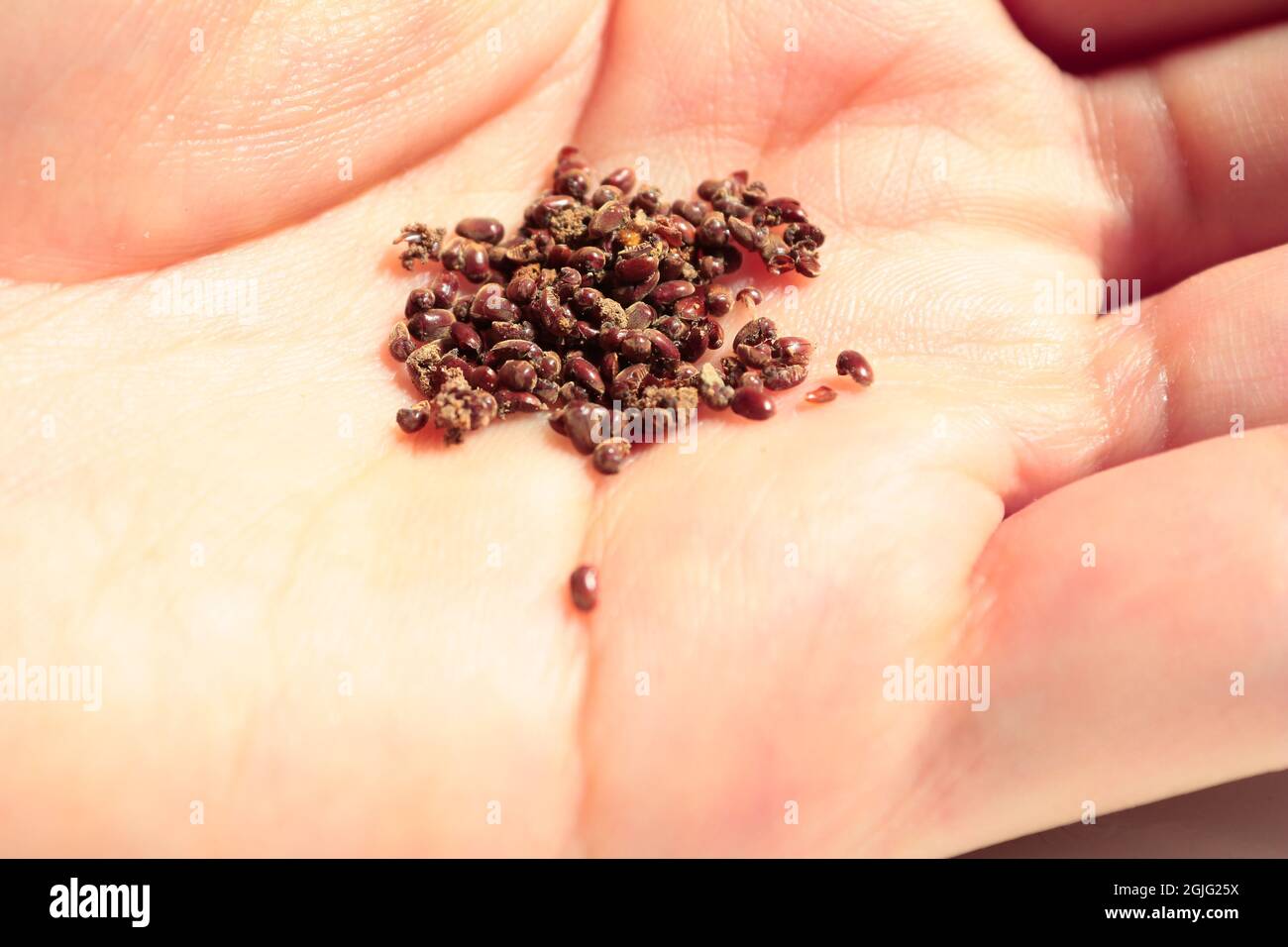 Tobacco / flour beetles infestation. Stock Photo