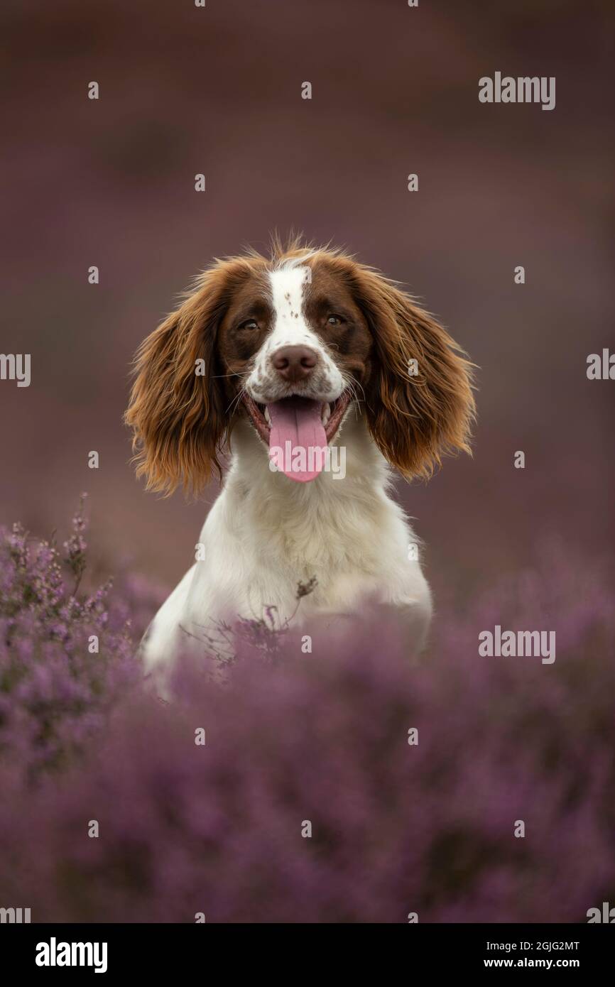 English Springer Spaniel puppy Stock Photo