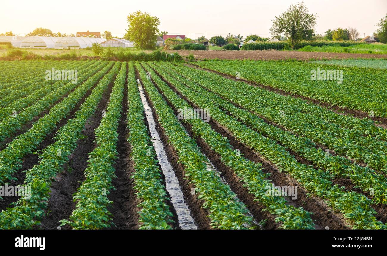 Water flows through the potato plantation. Watering and care of the