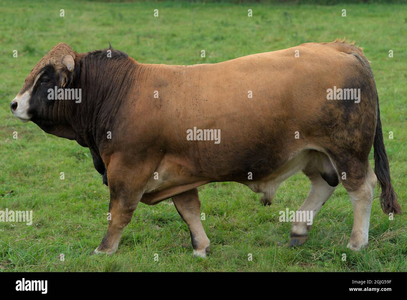 Bull breeding farm hi-res stock photography and images - Page 3 - Alamy