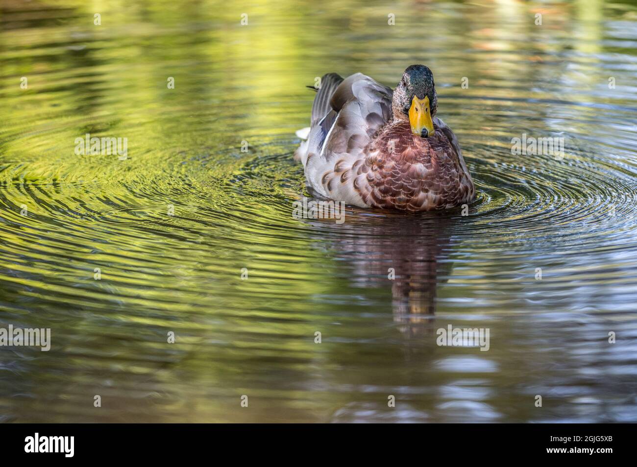 Bathing duck hi-res stock photography and images - Alamy