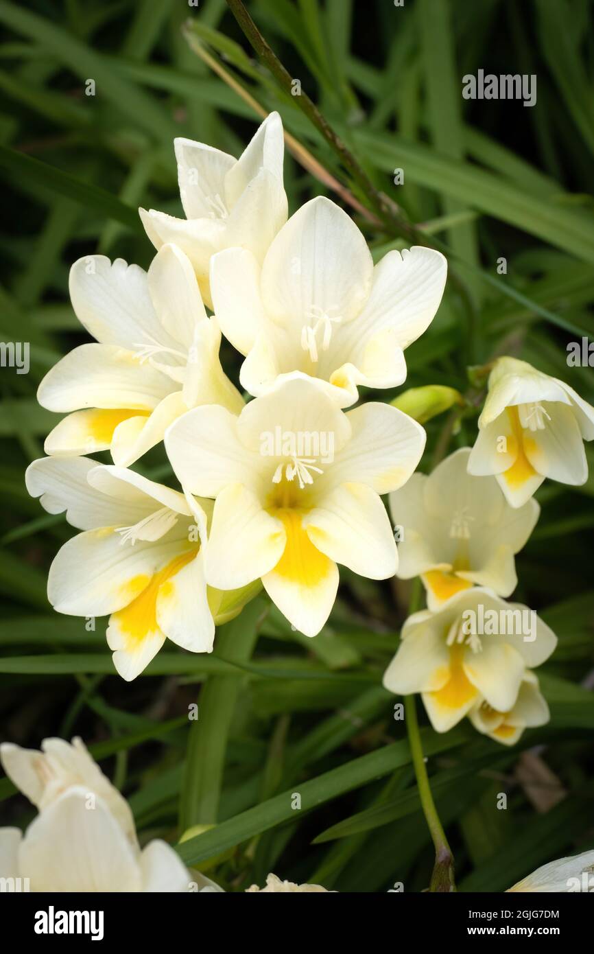 White Dune Kammetjie (Freesia leichtlinii) flowers Stock Photo