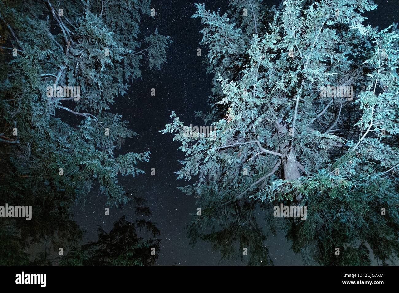 Evergreen tree branches with milky way night starscape Stock Photo - Alamy
