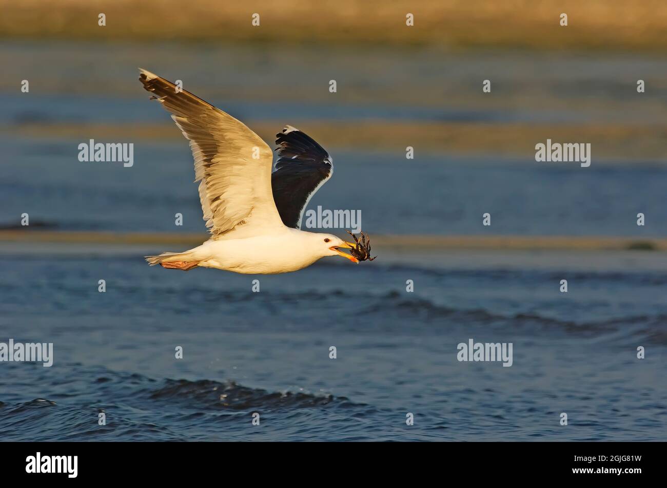 great-black-backed-gull-in-flight-stock-photo-alamy