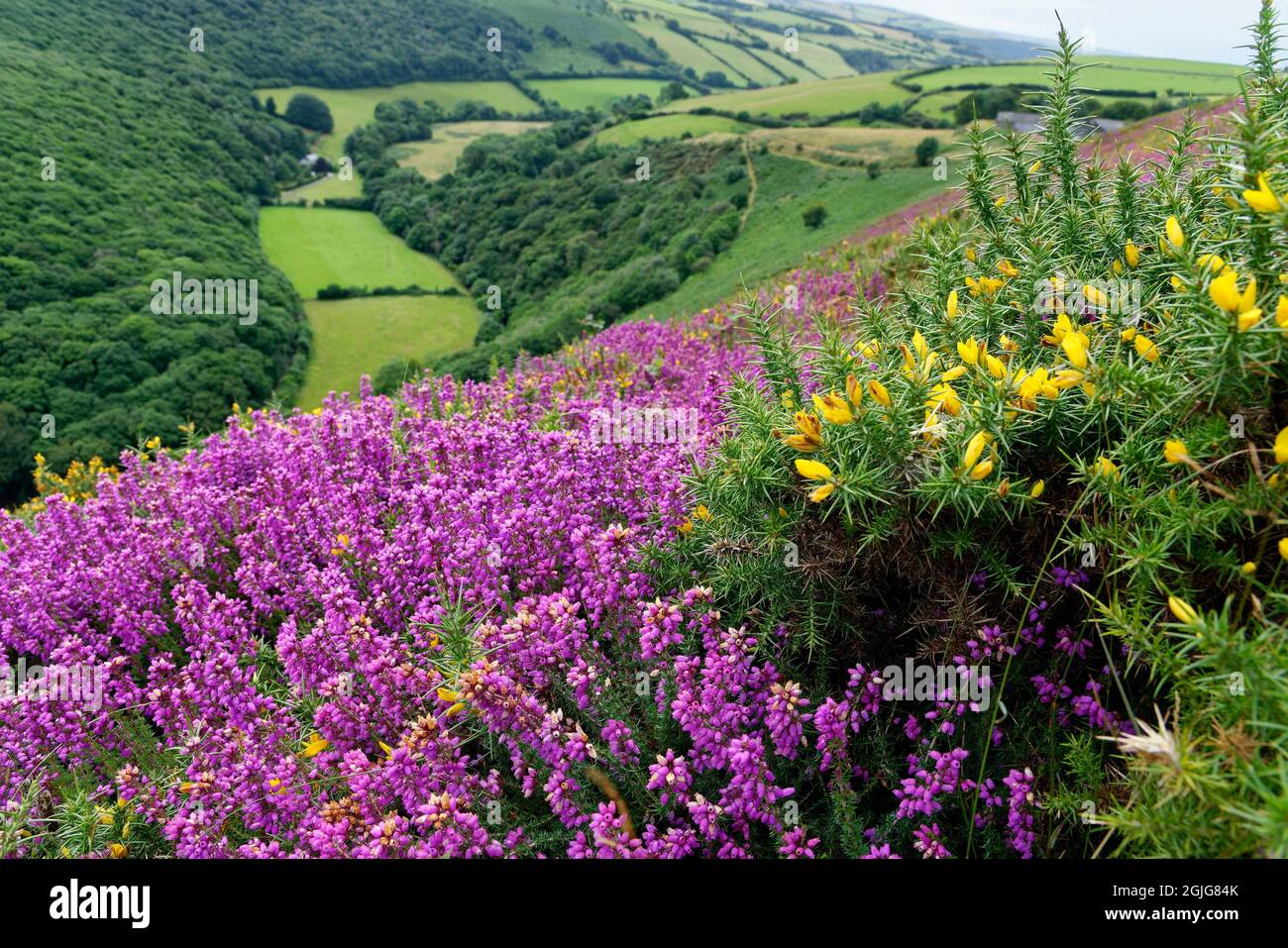 Bell Heather - Erica cinerea and Western Gorse - Ulex gallii on Cosgate Hill with Ashton Cleave & Brendon Valley beyond, Exmoor, Devon, UK Stock Photo