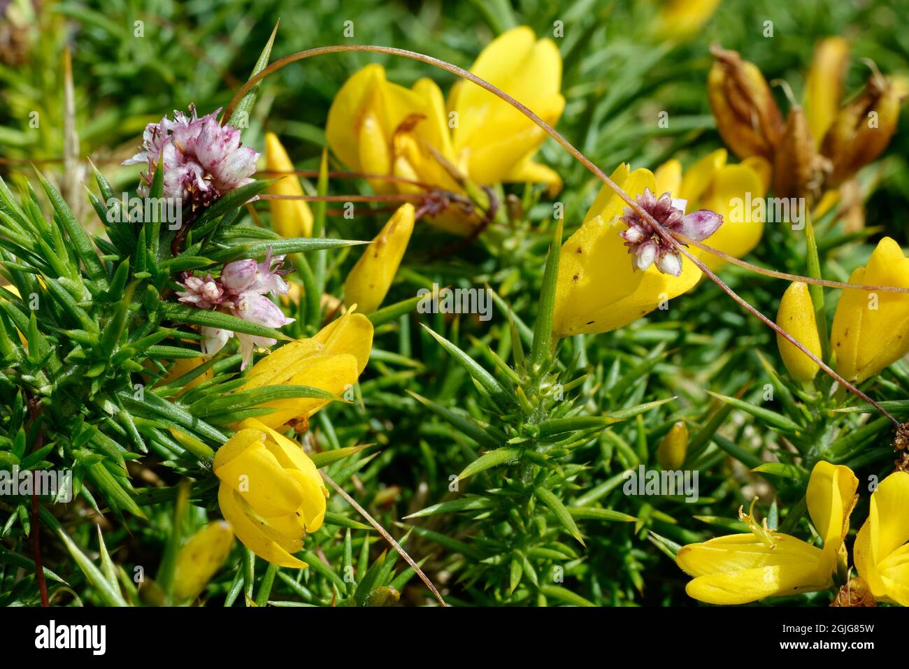 Common Dodder - Cuscuta epithymum on Western Gorse - Ulex gallii, Exmoor, Devon Stock Photo