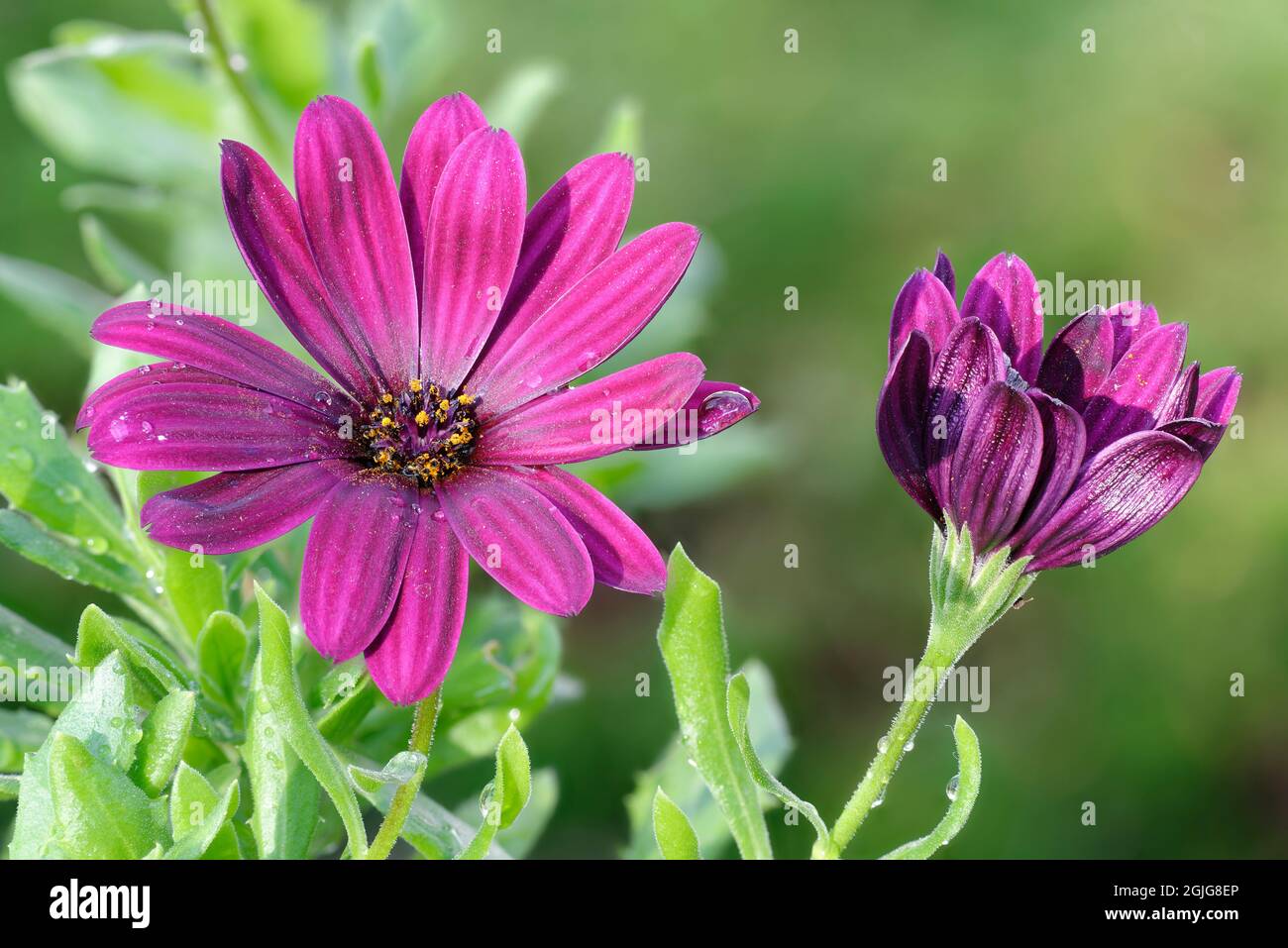 African Daisy - Osteospermum Tresco Purple with water droplets Stock Photo
