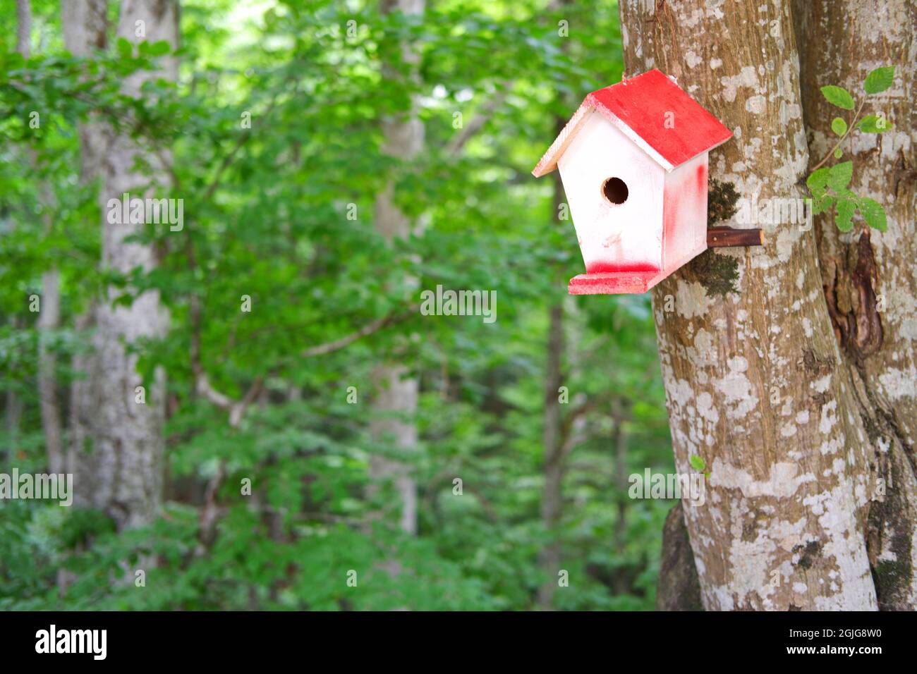 Handmade Wooden Birdhouse in Forest Stock Photo Alamy
