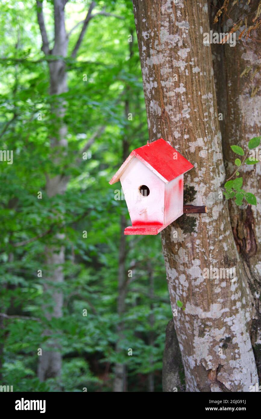 Handmade Wooden Birdhouse in Forest Stock Photo Alamy